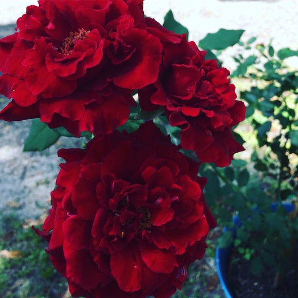 ruby_vela12